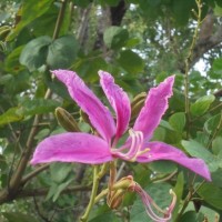 Bauhinia purpurea L.